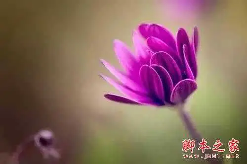 教你如何拍出漂亮的花卉 摄影实用技巧