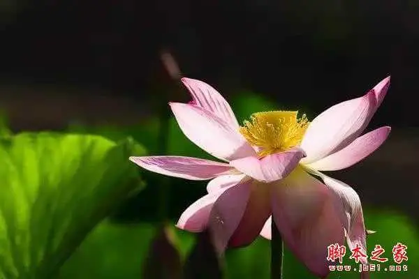 教你如何拍出漂亮的花卉 摄影实用技巧